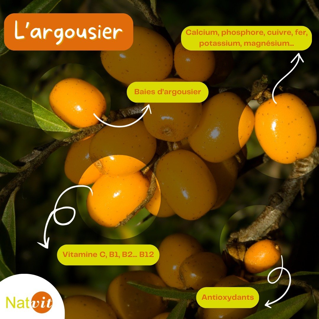 argousier-bienfait bienfait argousier