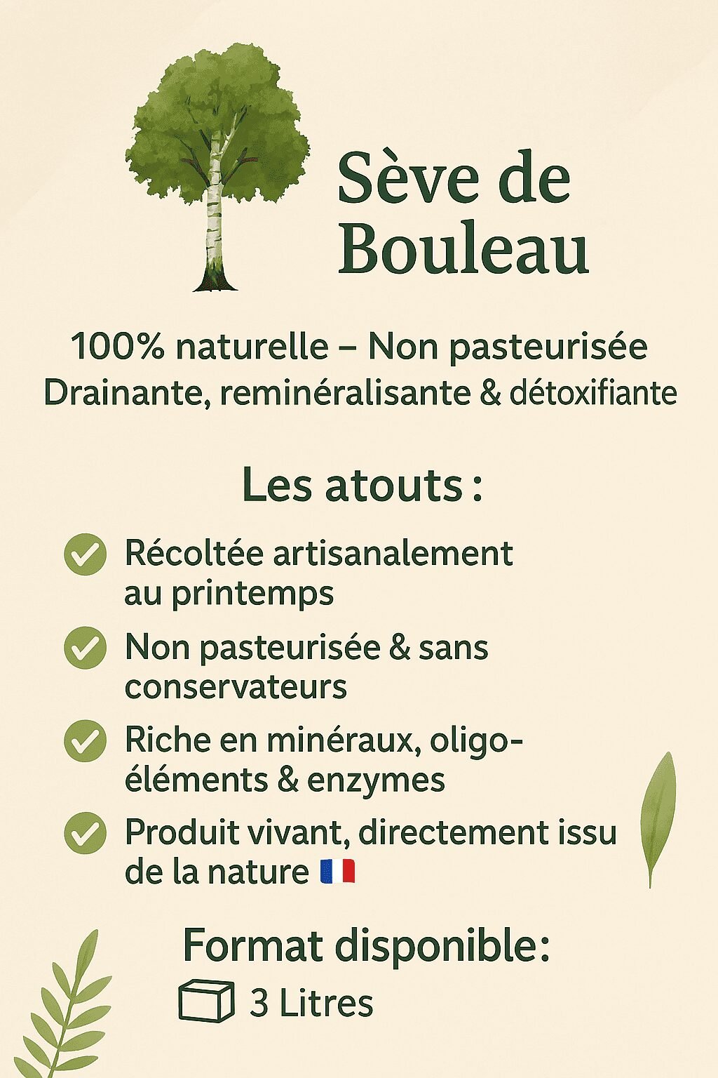 seve-fiche3 seve-bouleau2